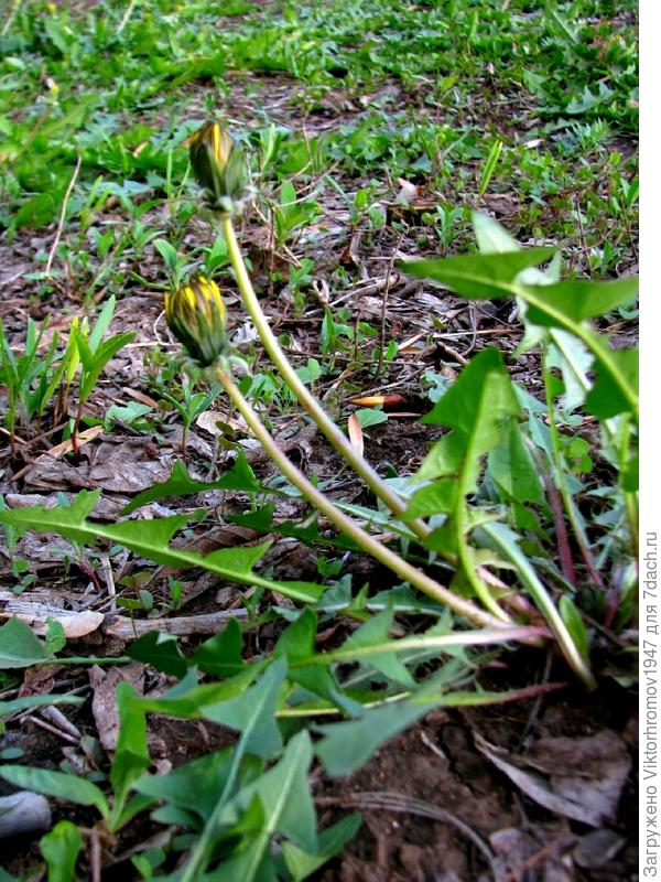 И мы ВОСПРЯНЕМ ото сна!