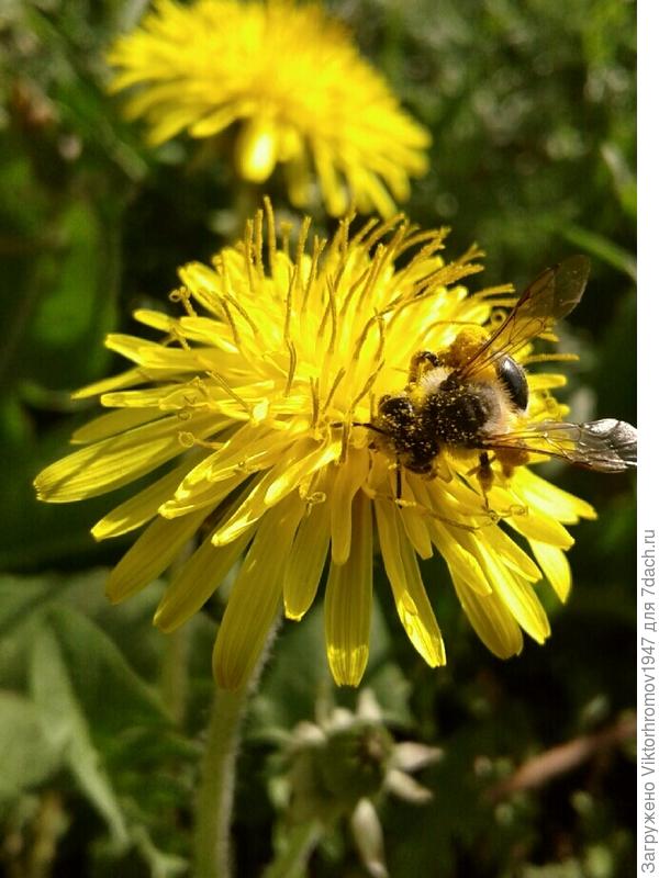 Пчёлки рано встают...