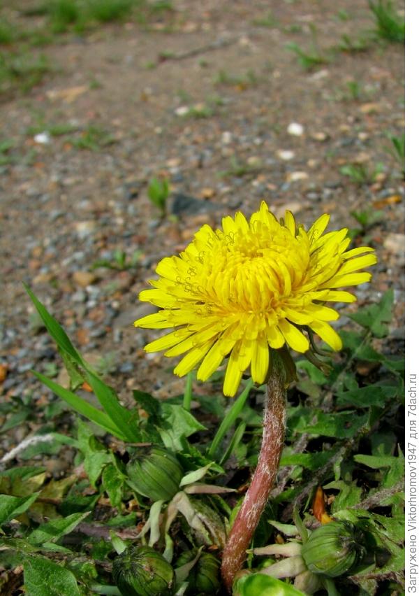 Коренастый и кривой...