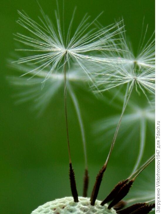 ВЫПУСКНОЙ БАЛ