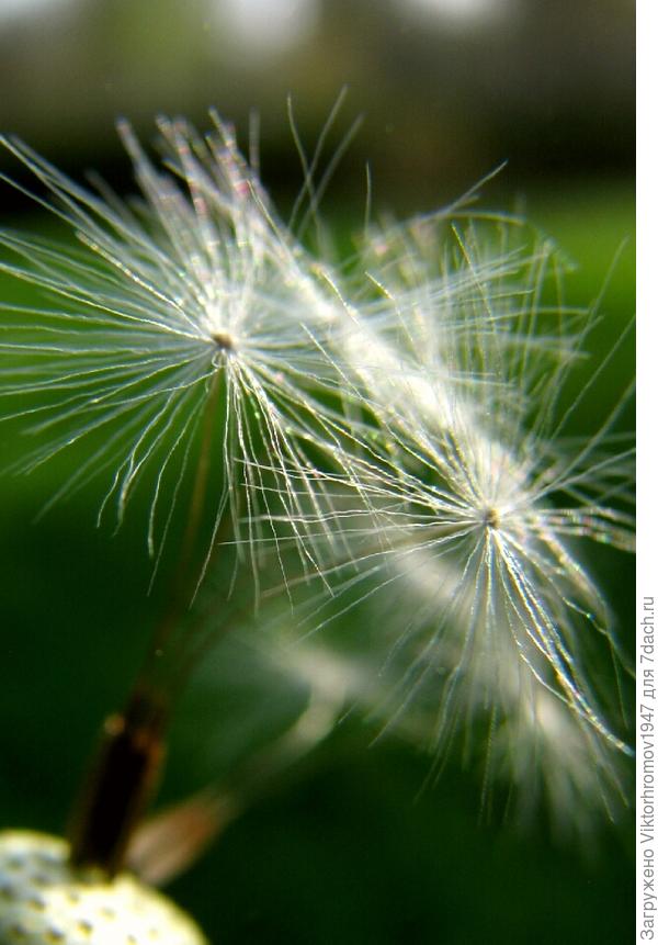 борец пушинка 8 букв сканворд. кроссворды разгадывать. насекомое в виде пушинки. кроссворд чечня. одуванчики.