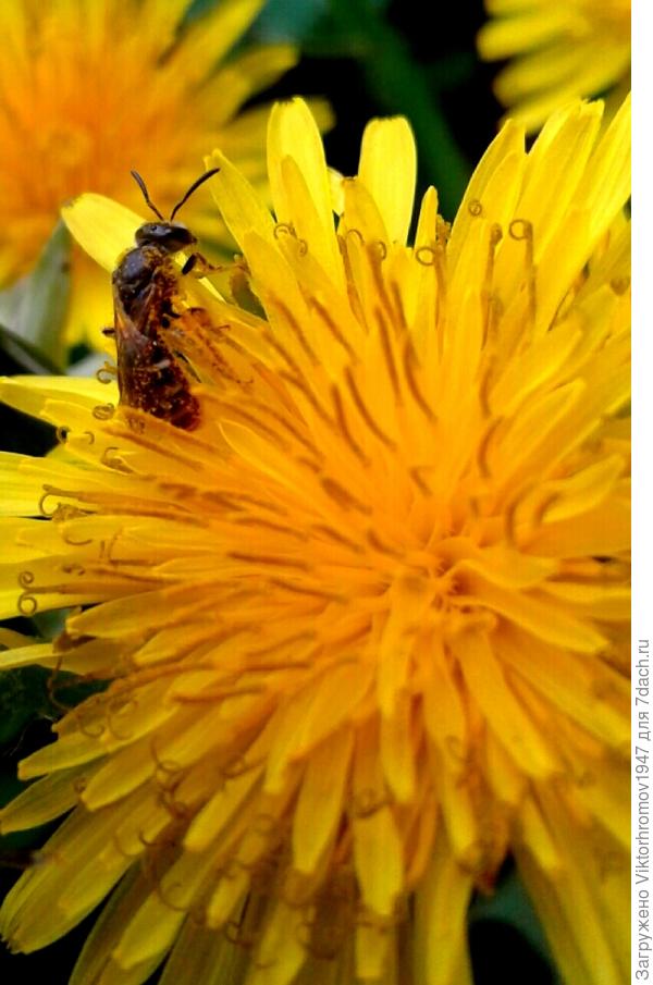 Прямо...СОЛНЫШКО