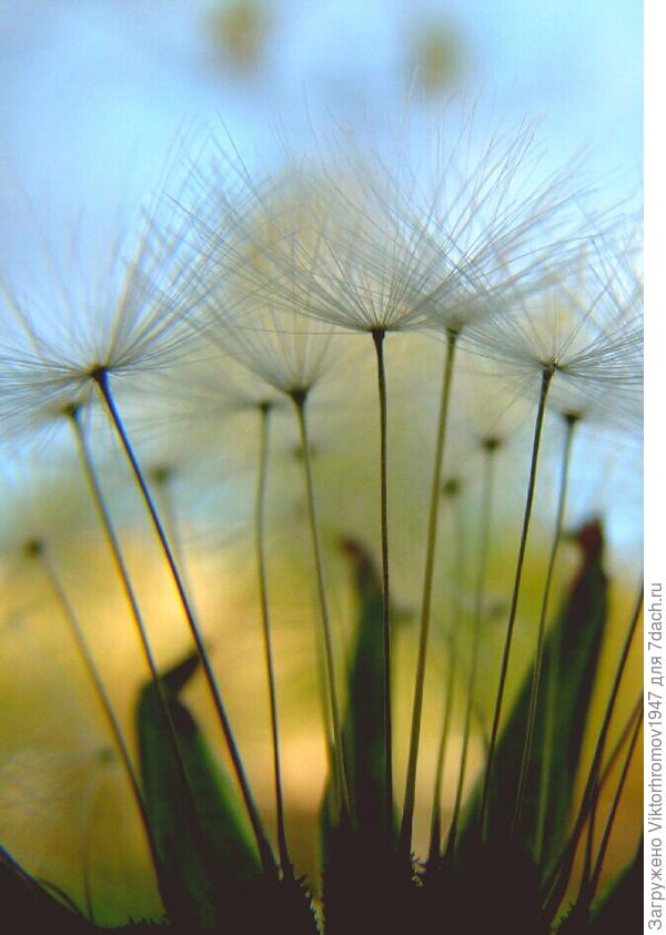 вот и Солнышко спать ложится.