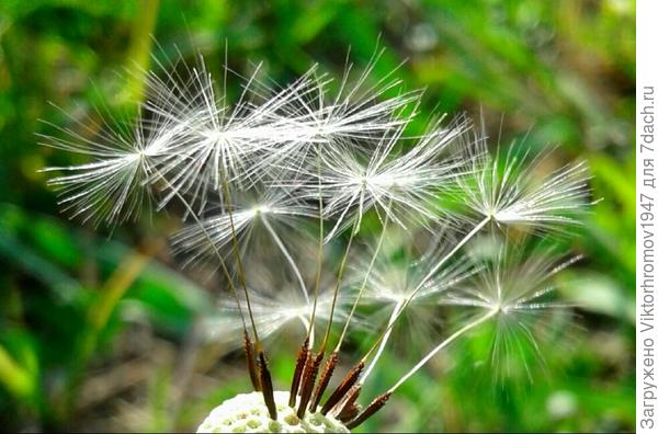 ТАК ПРИРОДА ВЕСЕЛИТСЯ...