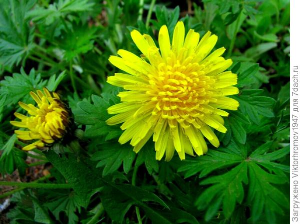 А зовут "Одувашечка."