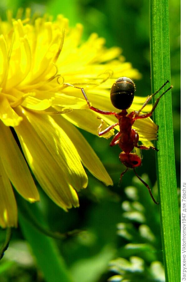 АЖ ГЛАЗКИ ЗАБЛЕСТЕЛИ.