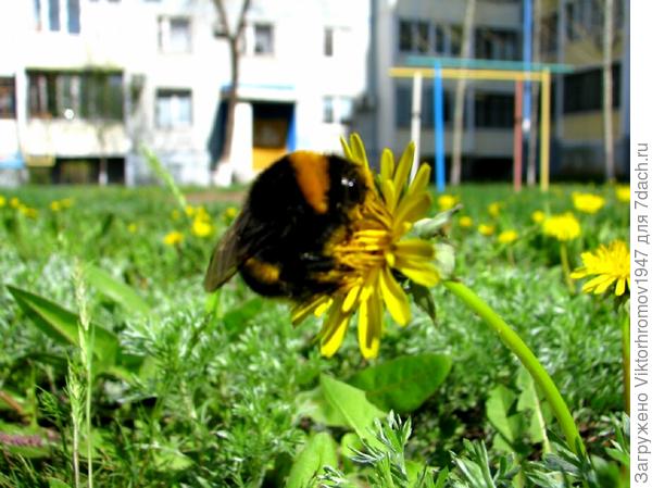 По ЗАКОНУ ФИЗИКИ ЭТОТ ШМЕЛЬ НЕ МОЖЕТ ЛЕТАТЬ...