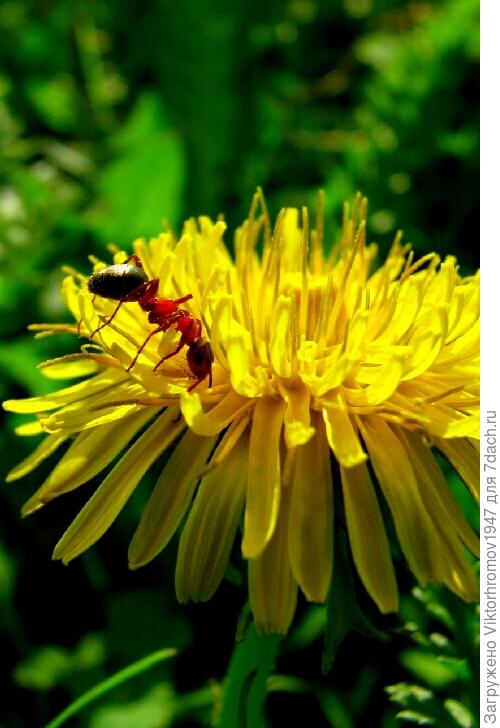 МЕЧТЫ СБЫВАЮТСЯ.