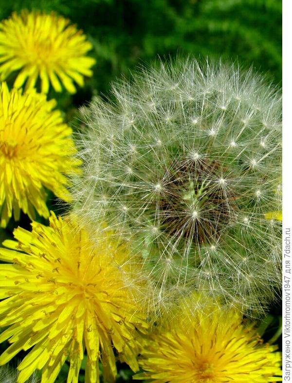 к старшему.