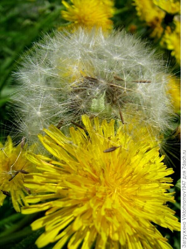 Майские ночи холодные.