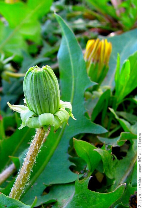 ВЫСТРЕЛИМ! (расцветём!)