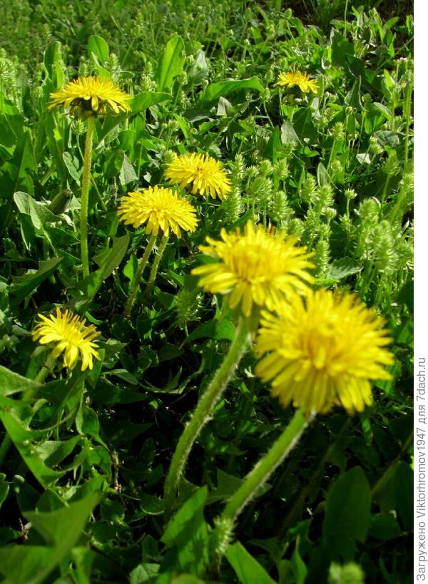 По СЕМЬ штук!