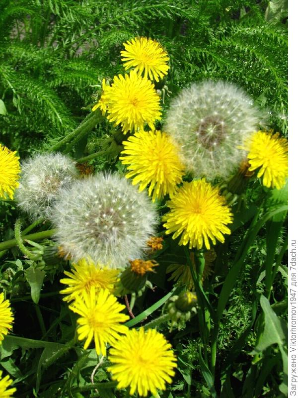 ВСЕ ВОЗРАСТЫ ПОКОРНЫ!