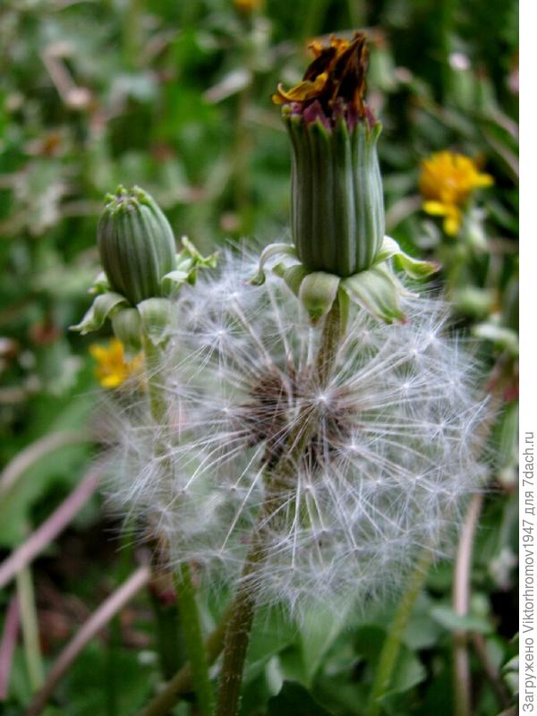 Но красиво!  ОДУВАНЧИК!