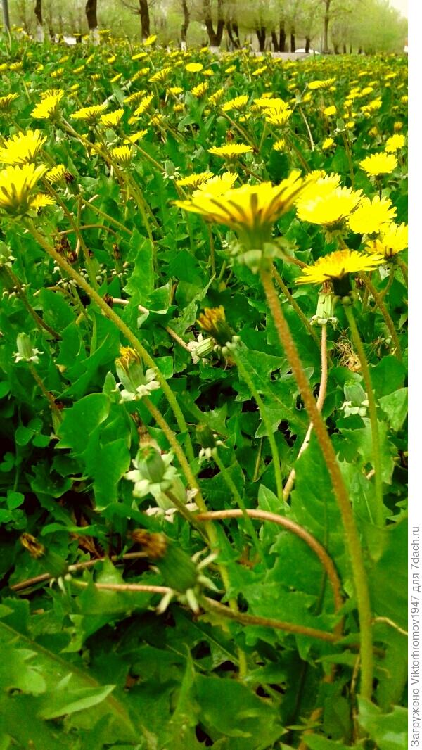 зовут нас ОДУВАНЧИКИ.