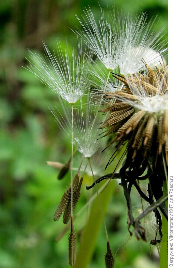 ВО ВЗРОСЛУЮ ЖИЗНЬ