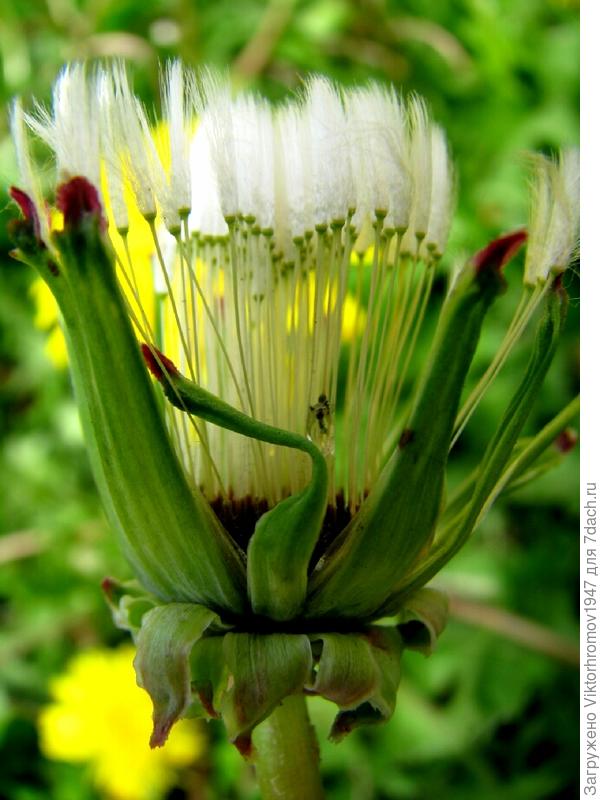 РАСКРОЮСЬ...