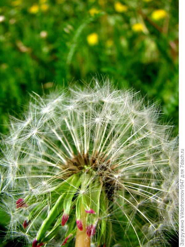 У ГАННЫ НА ДАЧЕ РАСЦВЕТИТЕ!