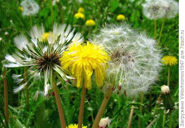 СВОЯ СУДЬБА...