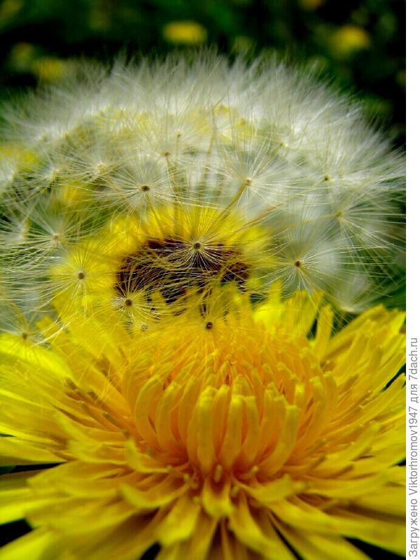 ОДУВАНЧИКАМ