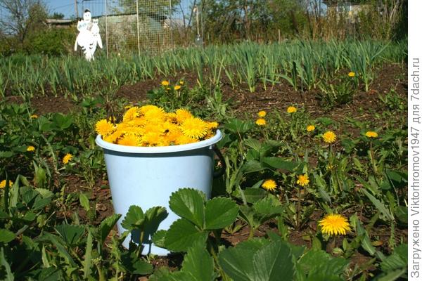 Для приготовления ЦЕЛЕБНОГО МЁДА!