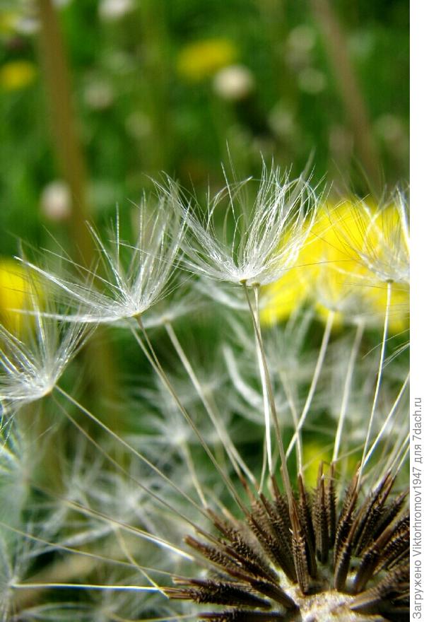 БЕЛОКРЫЛЫХ ЛЕБЕДЕЙ...