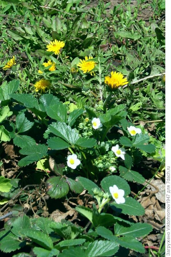 я ОДУВАНЧИК.