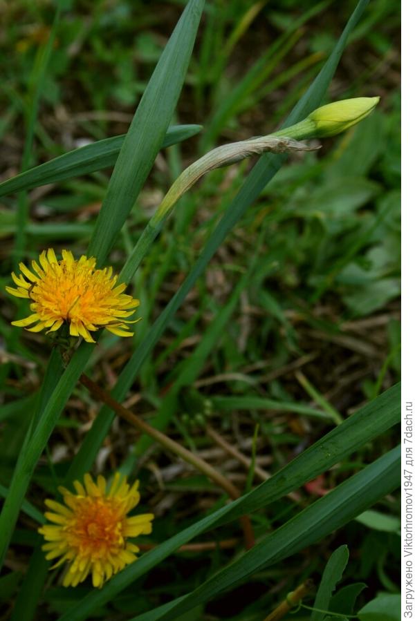 быстрее Нарцисов оказались.