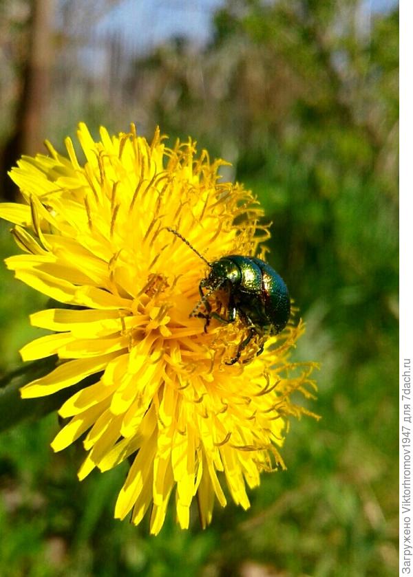 ЧУДЕСА ПРИРОДЫ