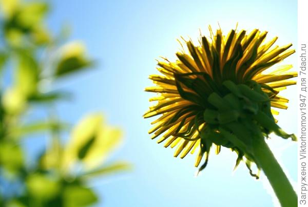 Весеннее солнышко!