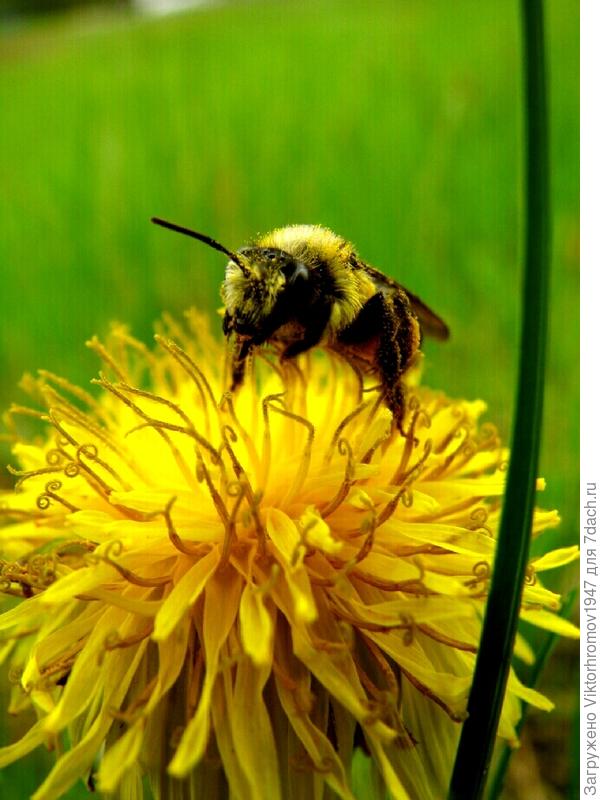 Земляные солнышки раскрылись...