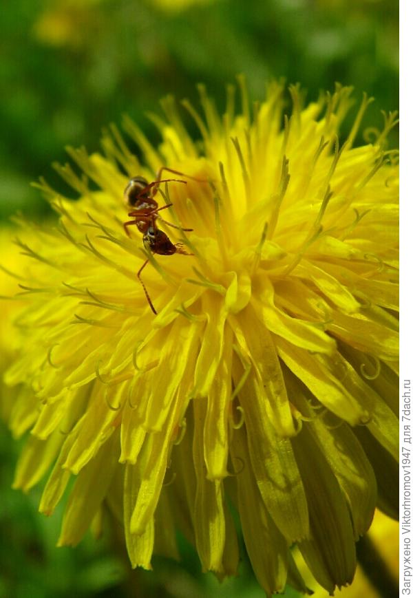 У МУРАВЬИШКИ ЗАКРУЖИЛАСЬ ГОЛОВА!