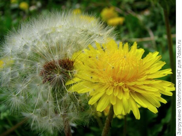 ДЕДУШКА с БАБУШКОЙ