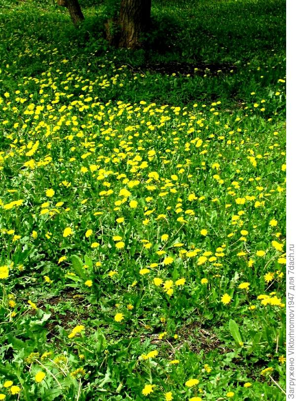 "МЛЕЧНЫЙ ПУТЬ..."