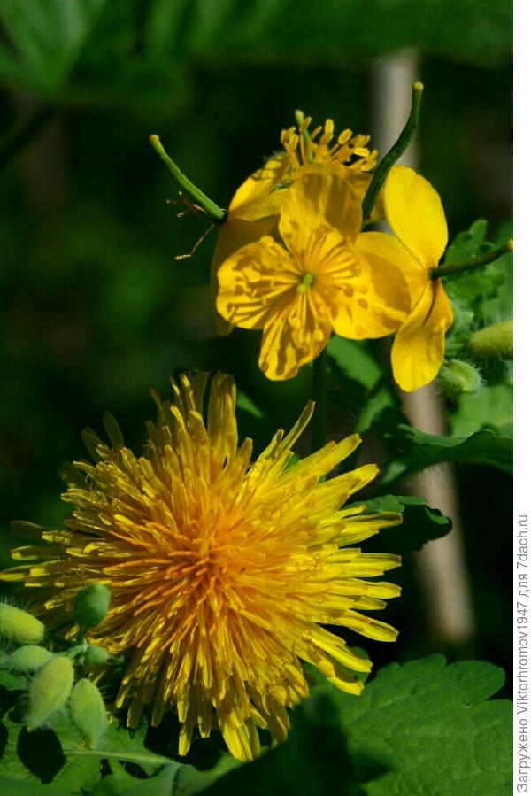 Два злейших СОРНЯКА на даче.