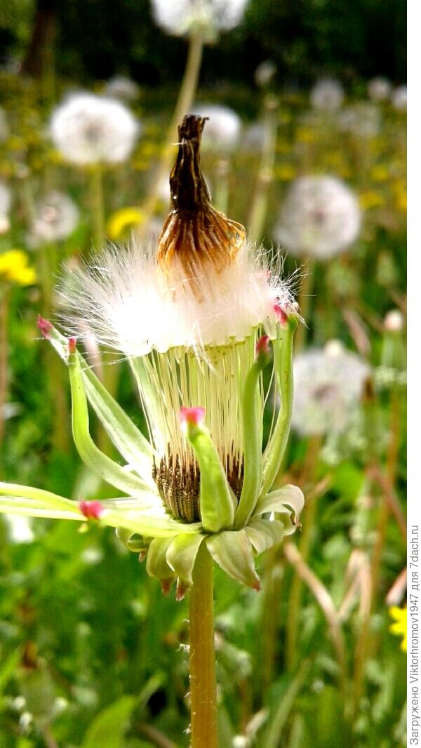 на ЛУЧШУЮ ПРИЧЁСКУ...