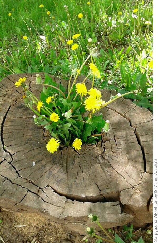 Любит красоту.