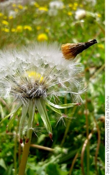 шапочка набекрень!