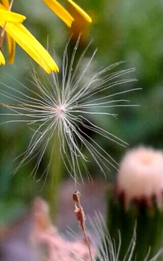 НЕВЕСОМОСТЬ.