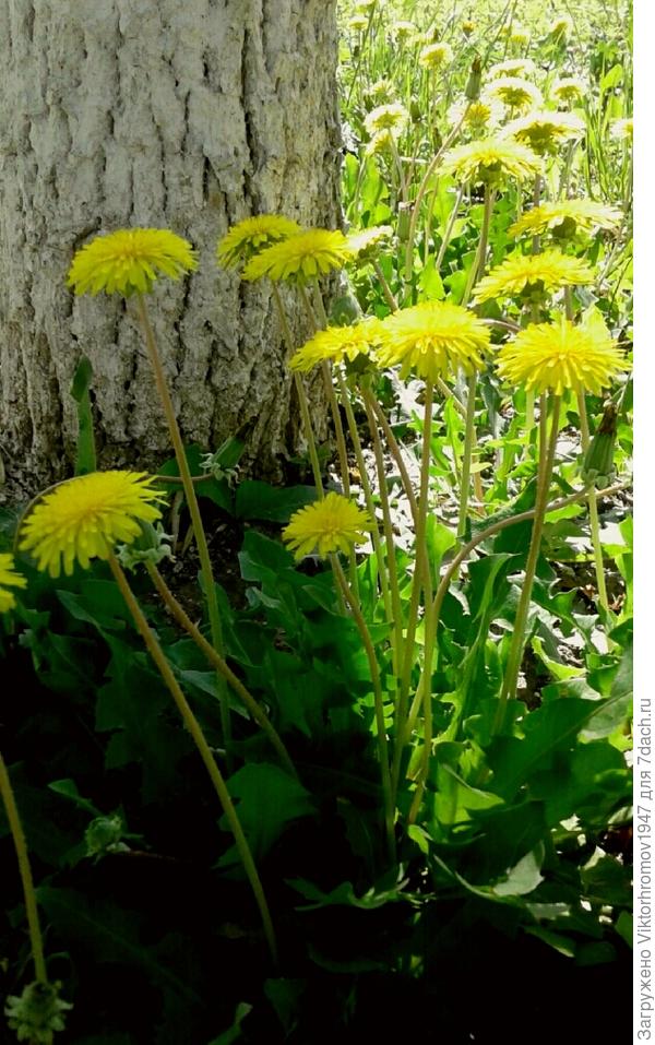 пустите и нас в тенёчек.