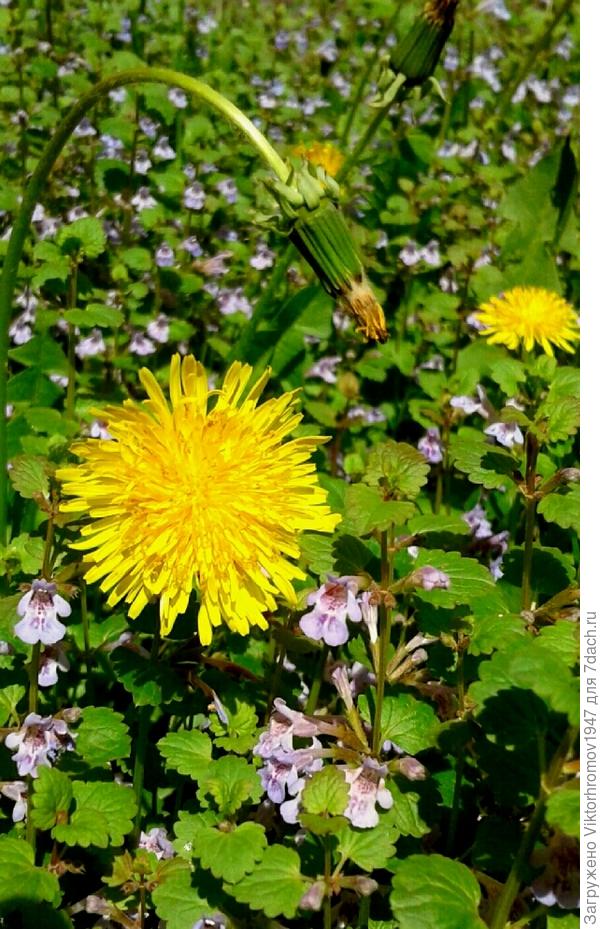 и ПОКЛОНИТЬСЯ!