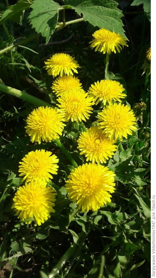 ОДУВАНЧИКОВ