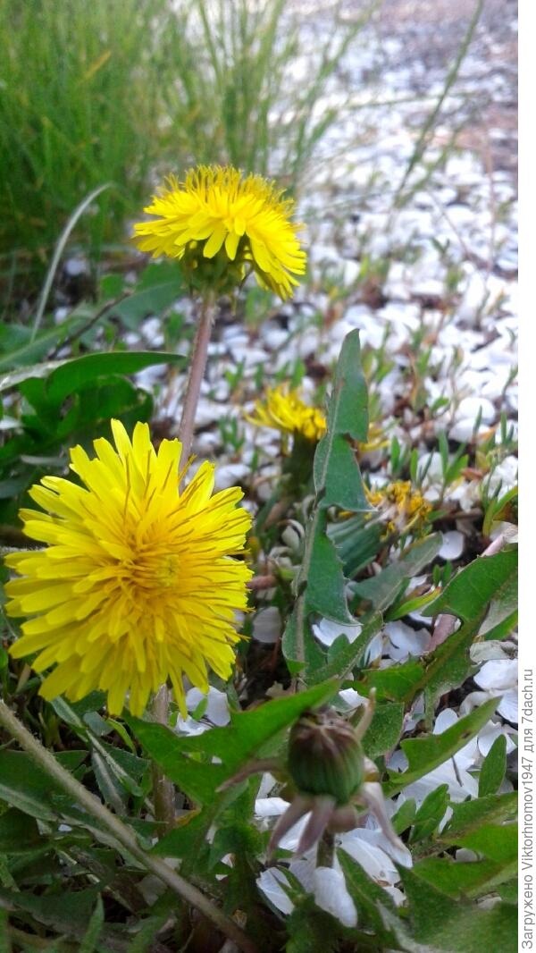 Это яблоневый цвет осыпается.