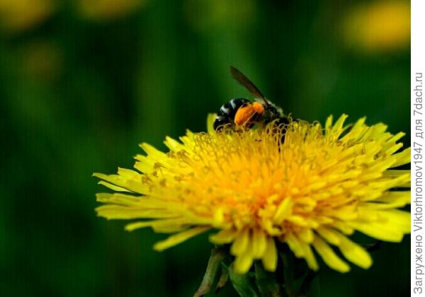 РАДОСТЬ БЫТИЯ