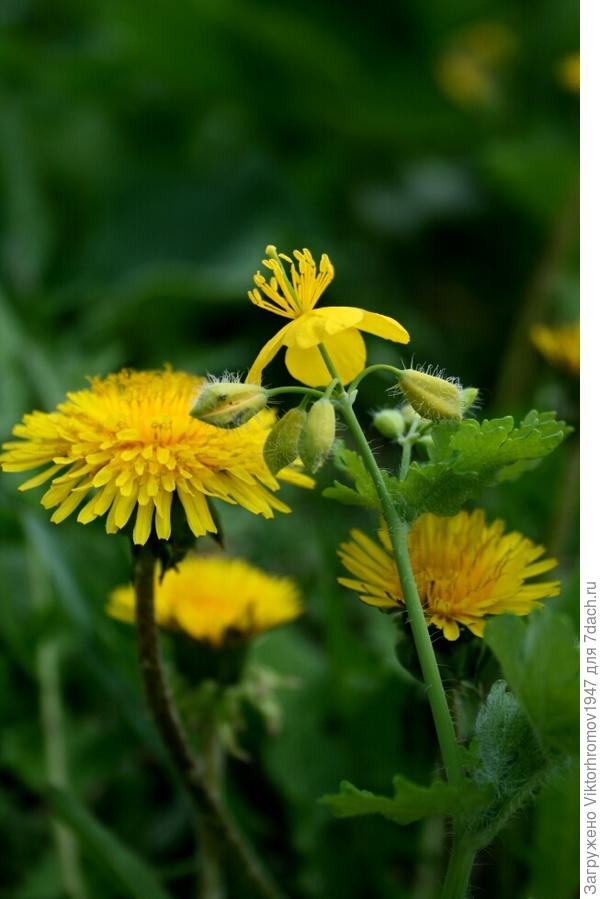 ЩЕДРОЙ ПРИРОДЫ.