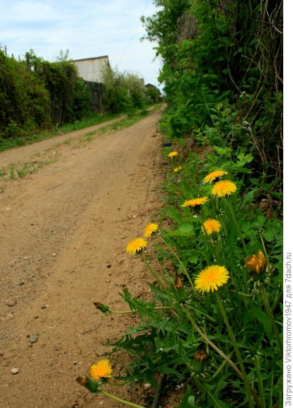 ОДУВАНЧИКИ стоят.