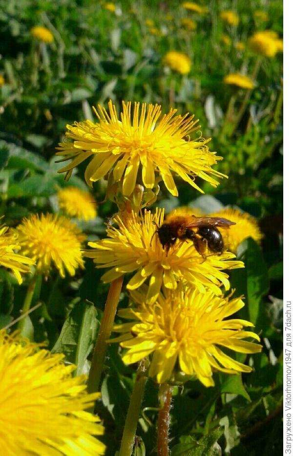 ЩЕДРЫЕ  ОДУВАНЧИКИ