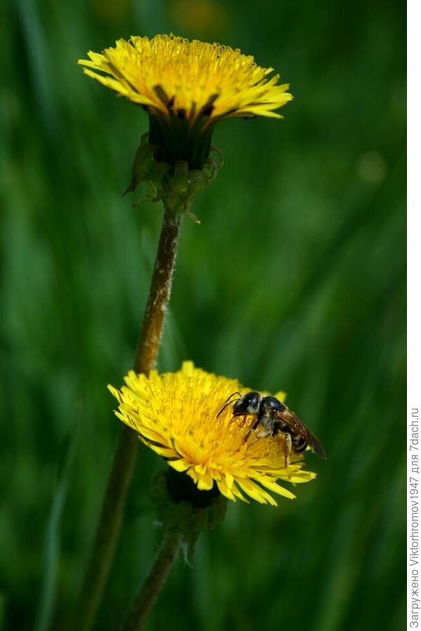СУДЬБА ОДУВАНЧИКА