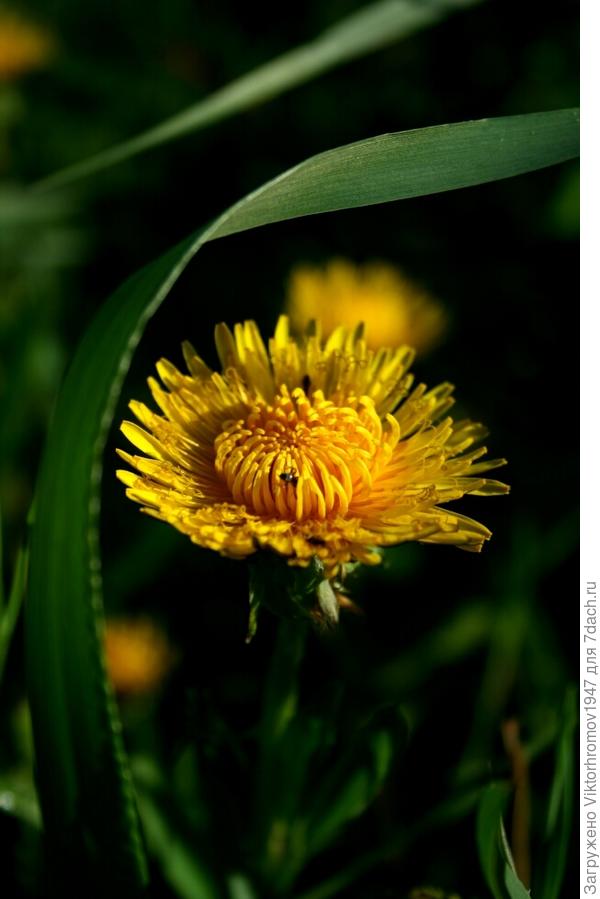 ОДУВАНЧИК ПРОСЫПАЕТСЯ.