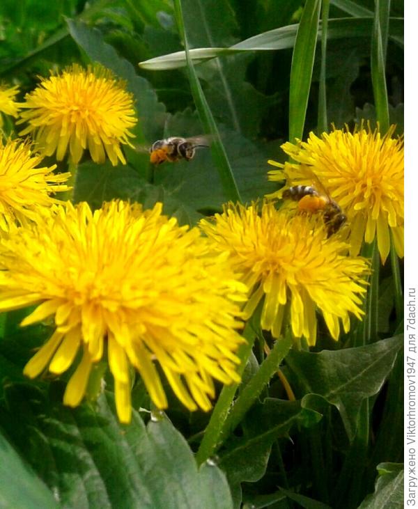 ЖУЖА, Я СПЕШУ К ТЕБЕ НА ПОМОЩЬ!